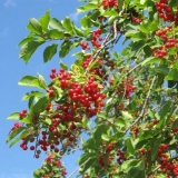 Crvena ptičja trešnja: koristi i štete